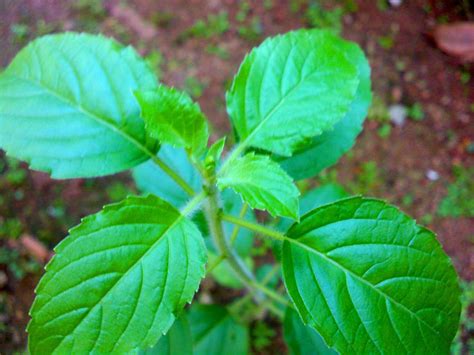 kerala thulasi 60 video|Free Indian Medicine Plant Tulsi Videos .